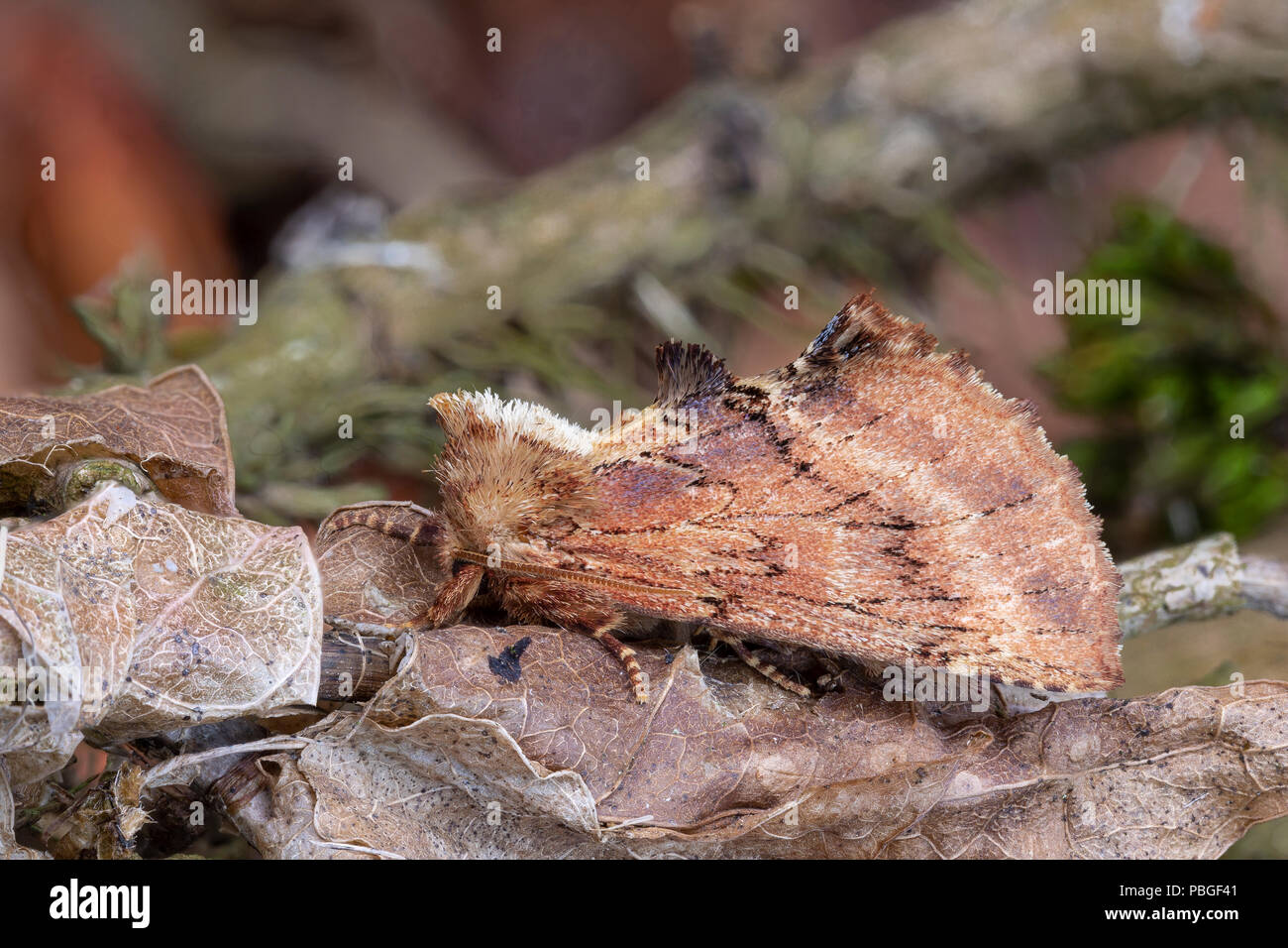 Coxcomb Ptilodon capucina Prominente Motte, Familie Notodontidae, Monmouthshire, Juli Stockfoto