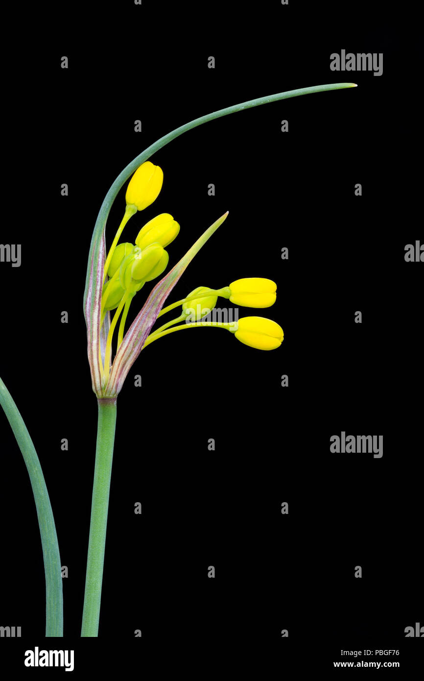 Gelb-blühenden Knoblauch, Allium Flavum, div. minus, ein Zwerg allium aus dem Mittelmeerraum, geeignet für Steingärten oder Geröll Betten. Stockfoto