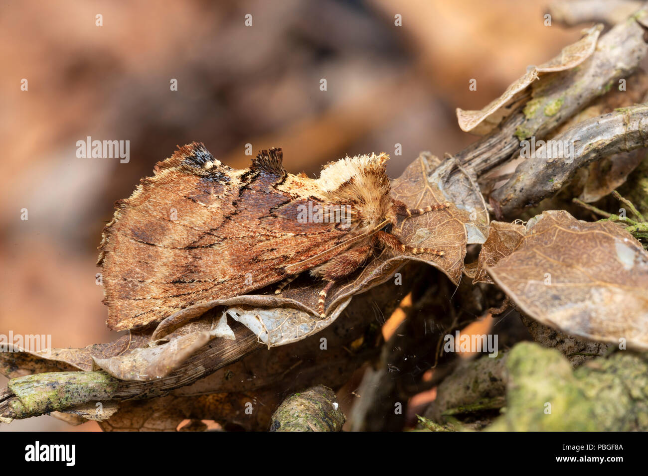Coxcomb Ptilodon capucina Prominente Motte, Familie Notodontidae, Monmouthshire, Juli Stockfoto