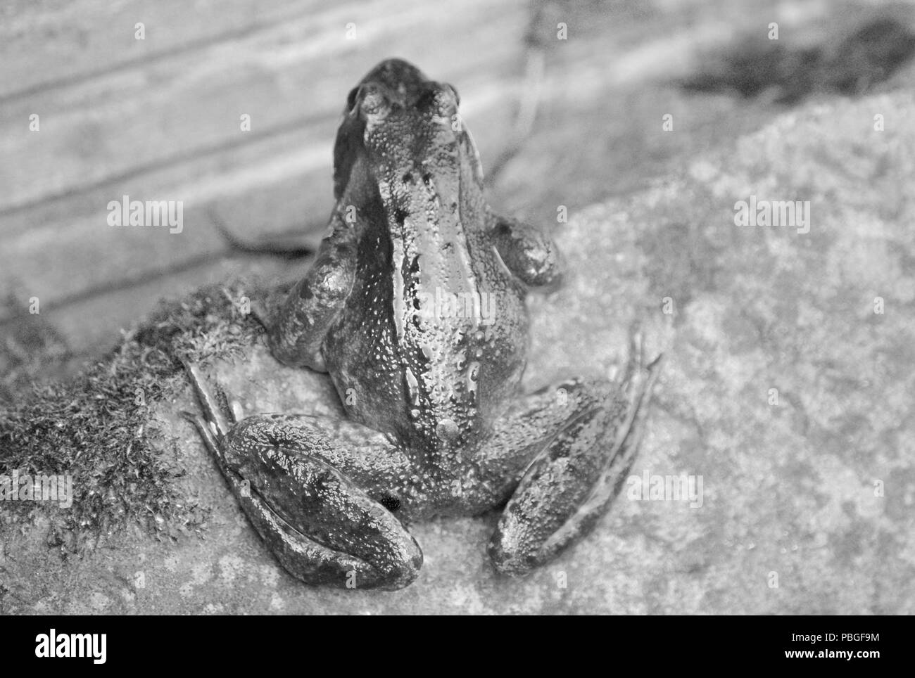 Frosch in Schwarz und Weiß Stockfoto