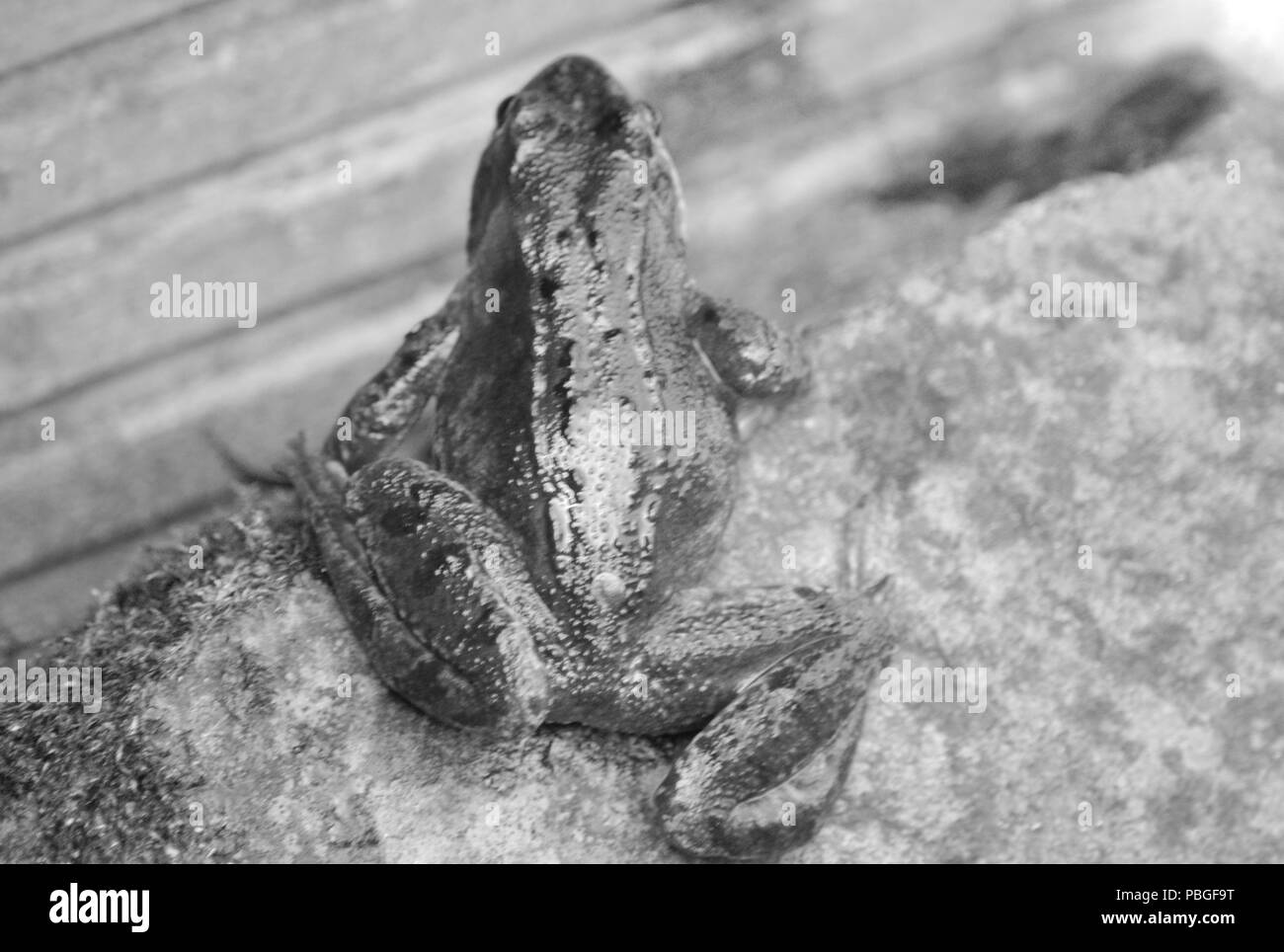 Frosch in Schwarz und Weiß Stockfoto