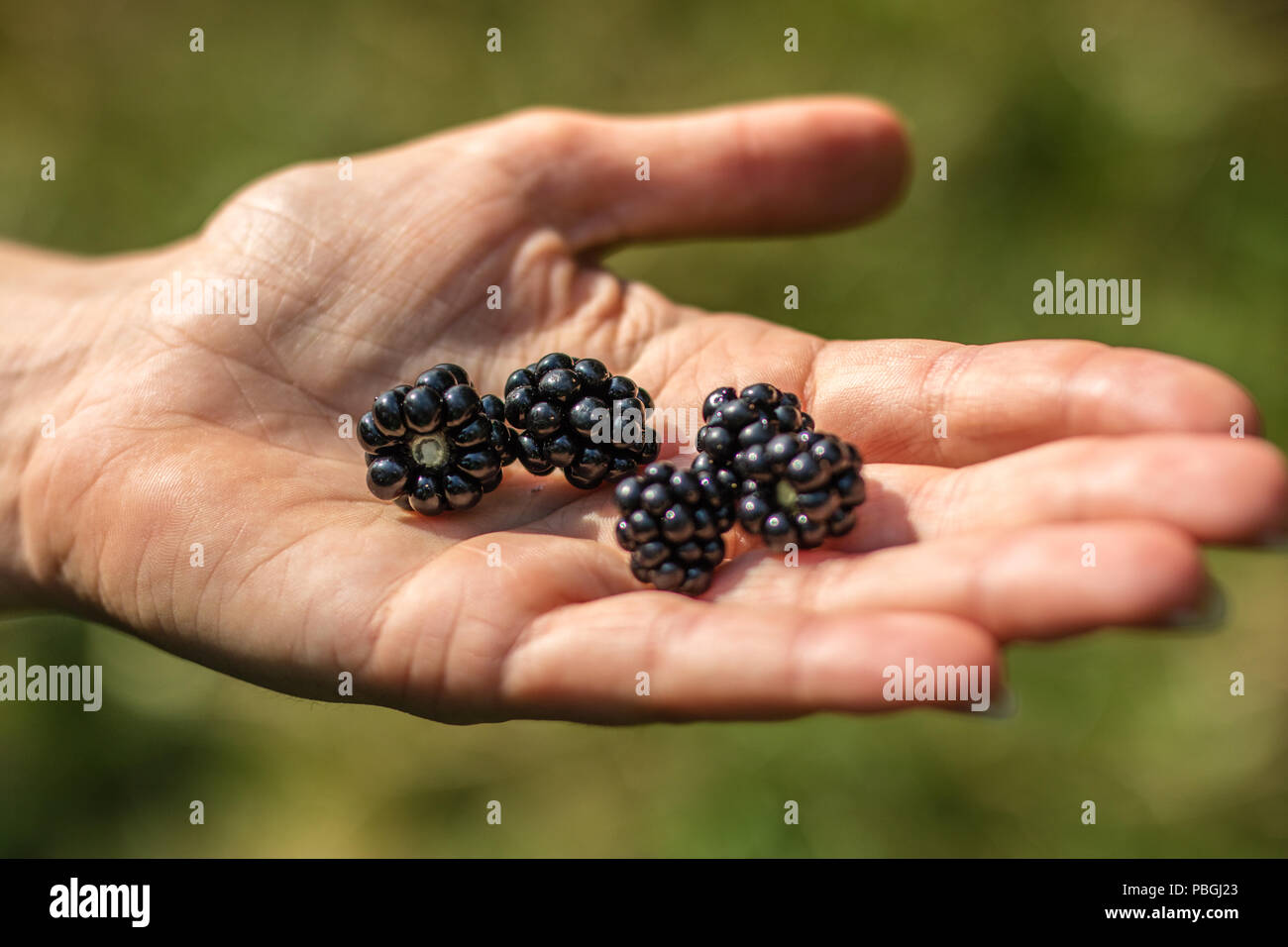 Brombeeren auf Händen gestapelt. Eine Frau mit Waldfrüchten in ihrer Hand. Jahreszeit des Sommers. Stockfoto