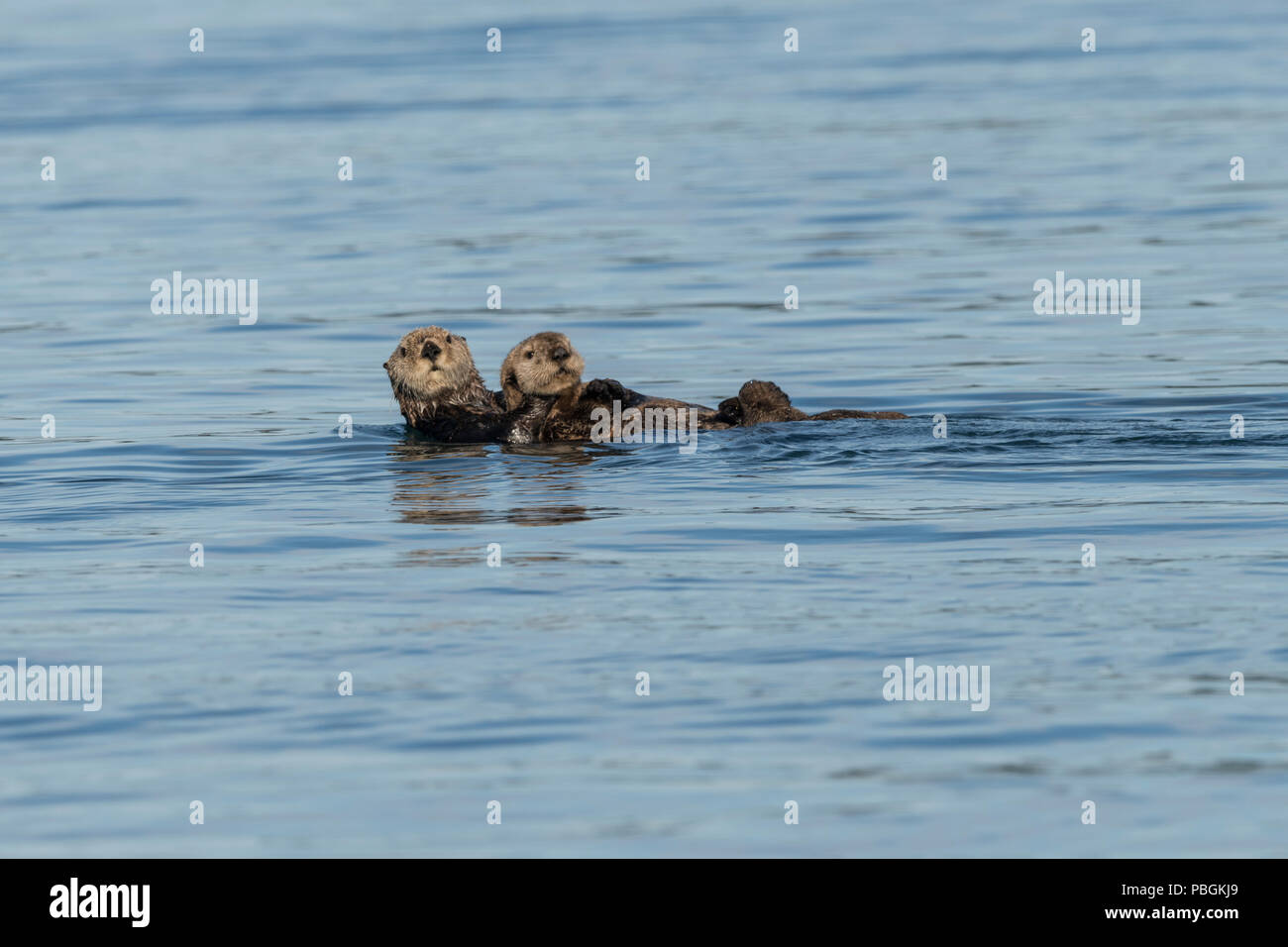 Alaska Sea Otter, die Kachemak Bay, Alaska Stockfoto