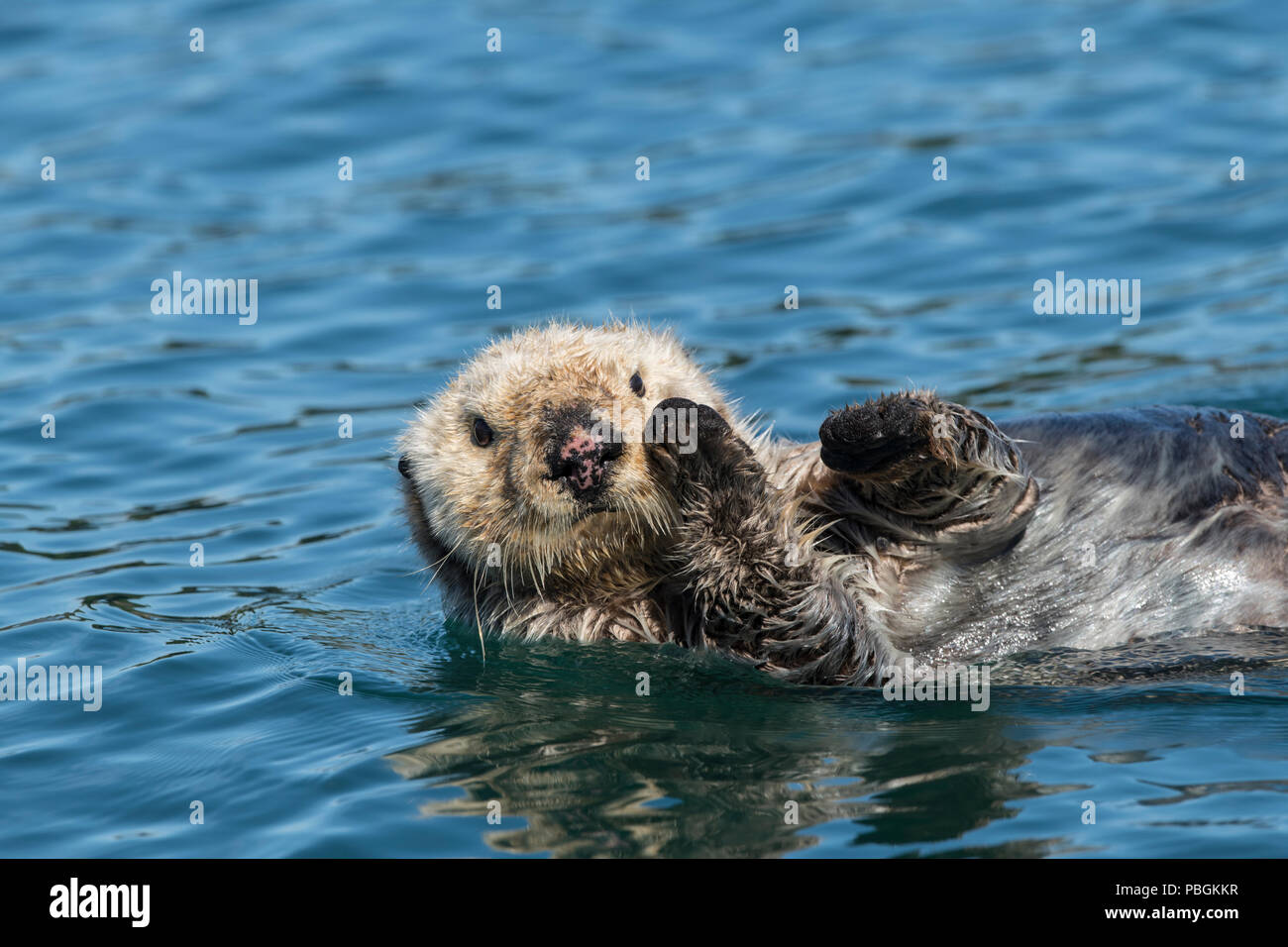 Alaska Sea Otter, die Kachemak Bay, Alaska Stockfoto