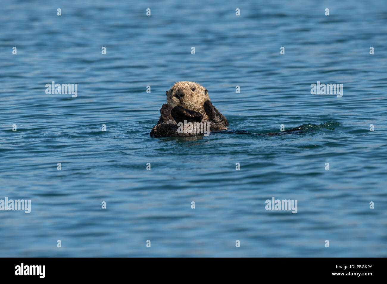 Alaska Sea Otter, die Kachemak Bay, Alaska Stockfoto