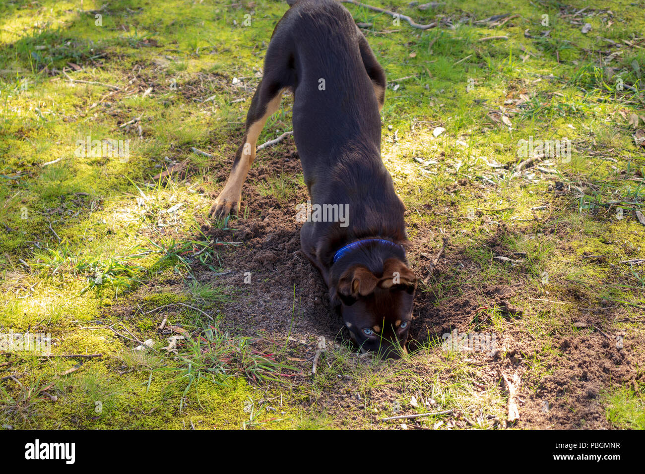 Hunde am Strand Stockfoto