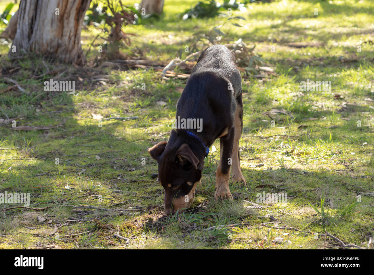 Red Kelpie auf dem Bauernhof Stockfoto