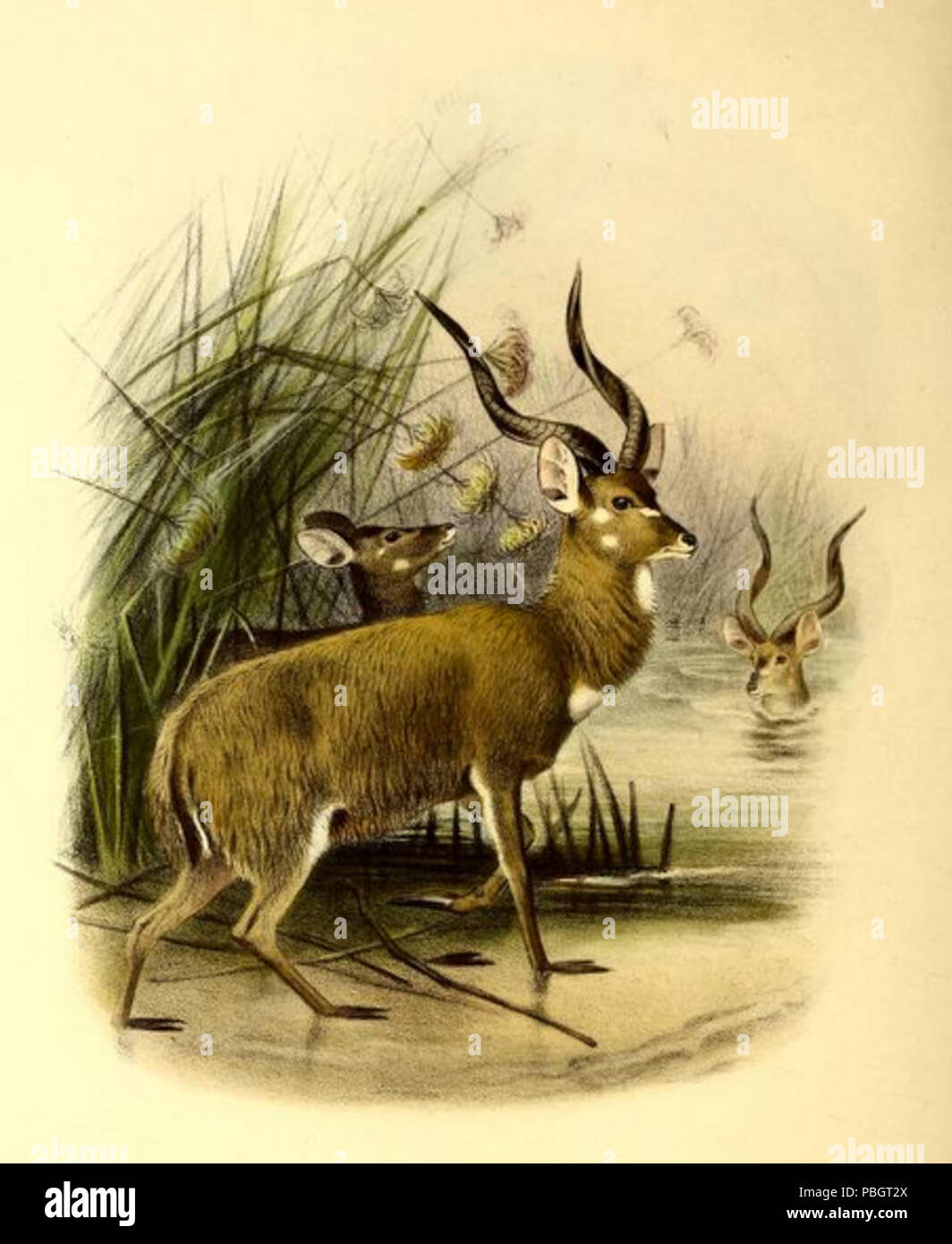1617 Das Buch der Antilopen (1894) Limnotragus spekii Stockfoto