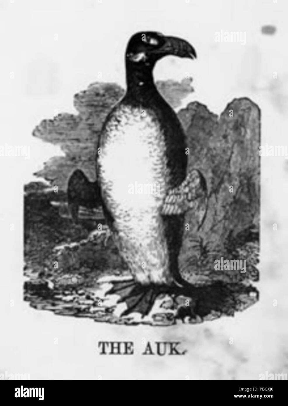 1645 Die illustrierte Alphabet der Vögel, die auk Stockfoto