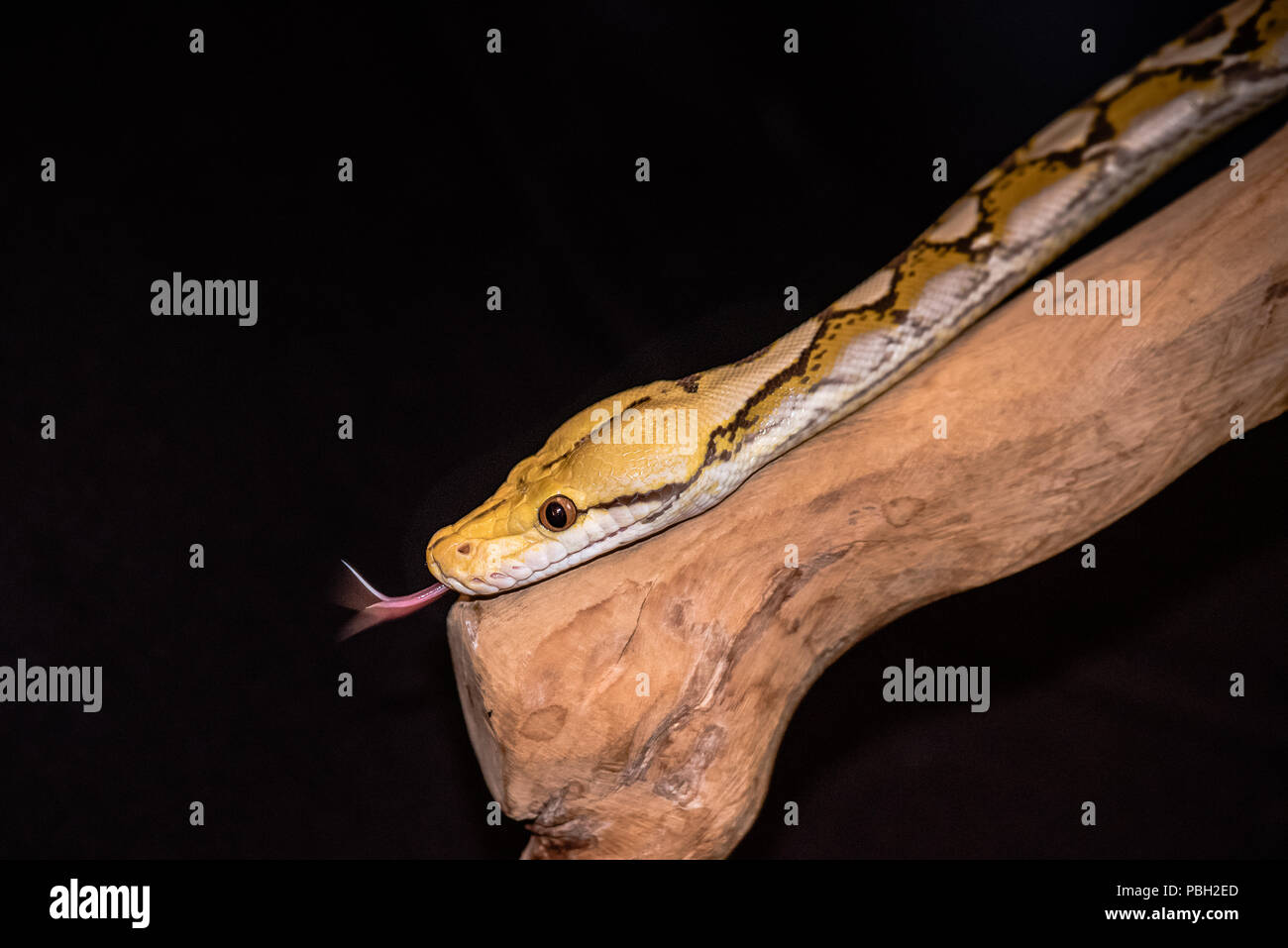 Close up Orange Glow Netzpython der Kopf und einen kleinen Teil des Körpers angezeigt. nach unten bewegt ein Zweig mit seiner Zunge heraus, aus dem klar hervorgeht, Bewegung Stockfoto