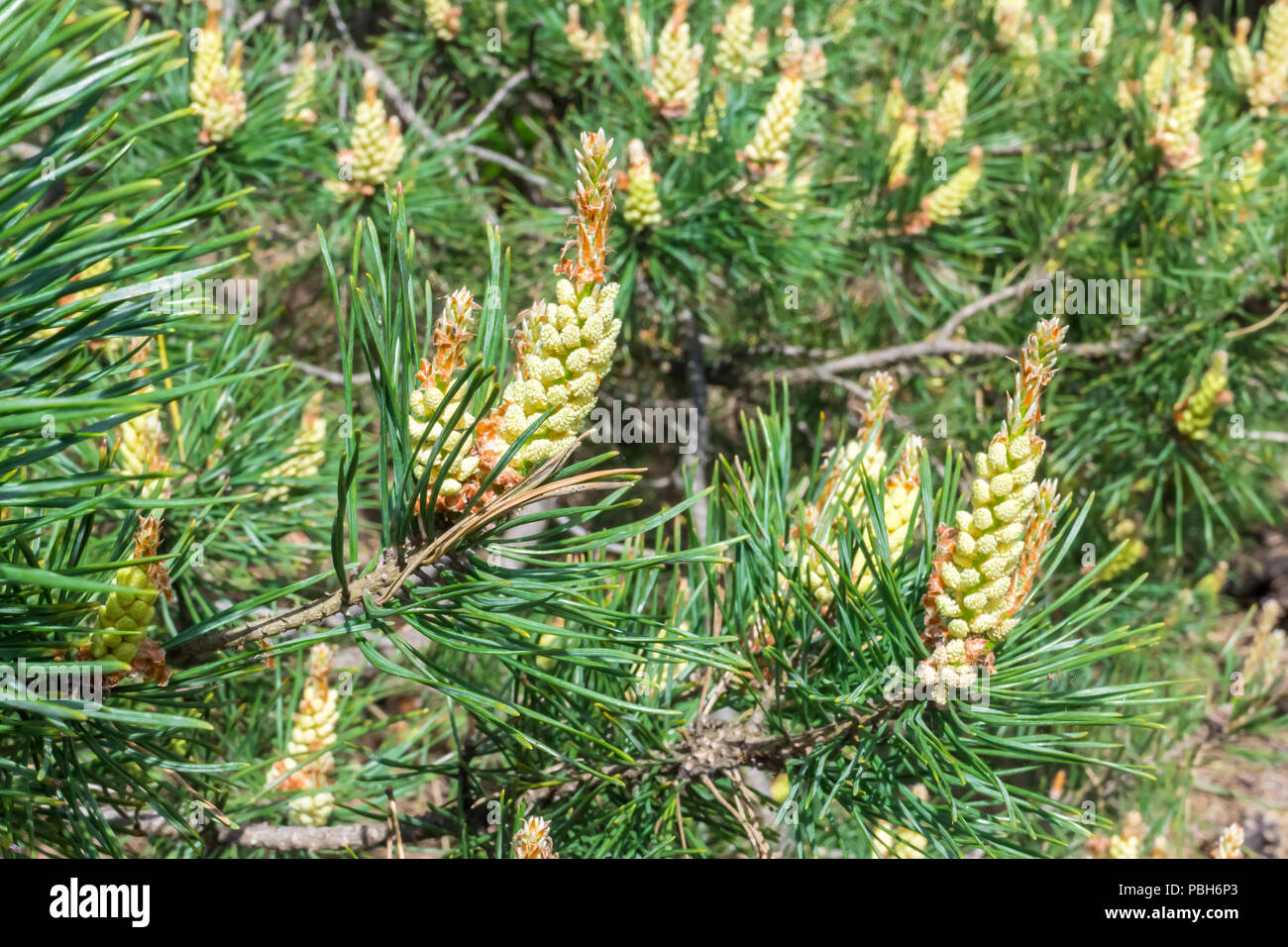 Männlicher Blütenstand der Kiefer in Wald pollen gelben Staub Stockfoto