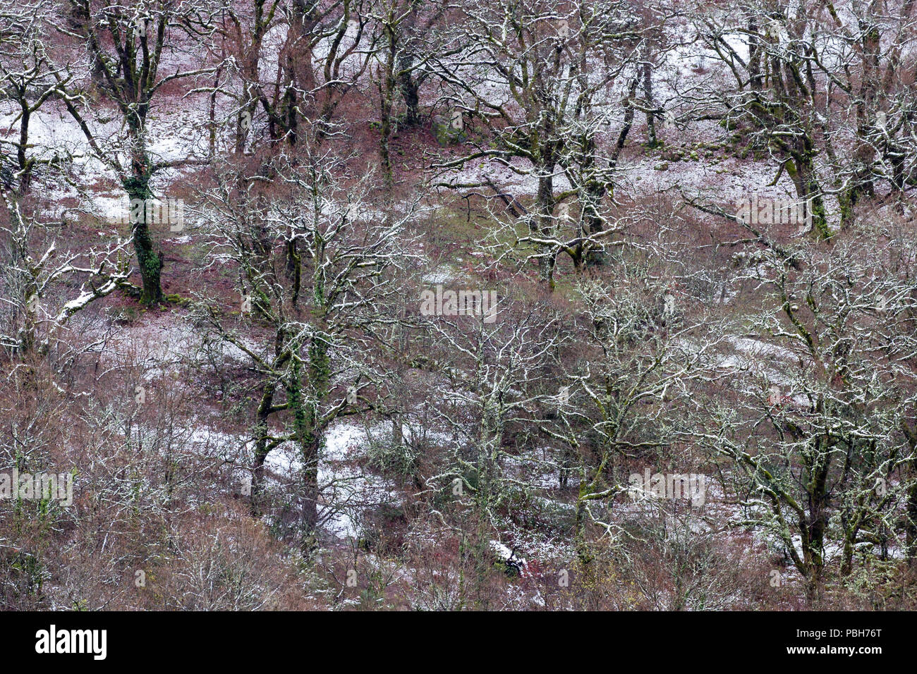 Schnee im Eichenwald, Mata da Albergaria, Parque Nacional Peneda - Geres Stockfoto