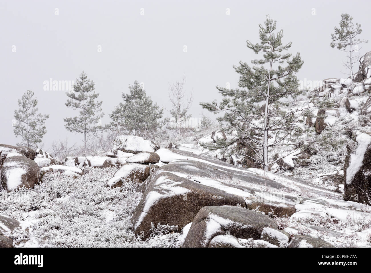 Scots Kiefern zwischen riesigen Felsen im Schneegestöber, Lamas, Berggipfel, Parque Nacional Peneda - Geres, Portugal Stockfoto