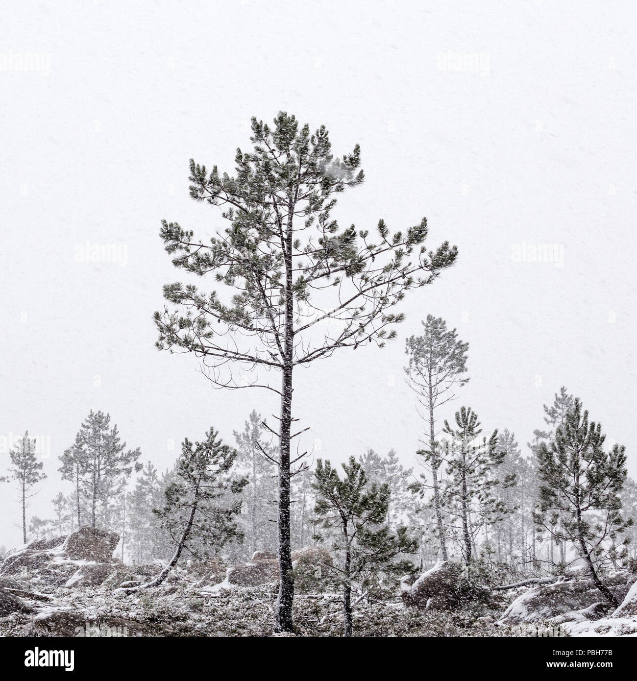 Scots pine Bäume im Schneegestöber, Lamas, Berggipfel, Parque Nacional Peneda - Geres, Portugal Stockfoto