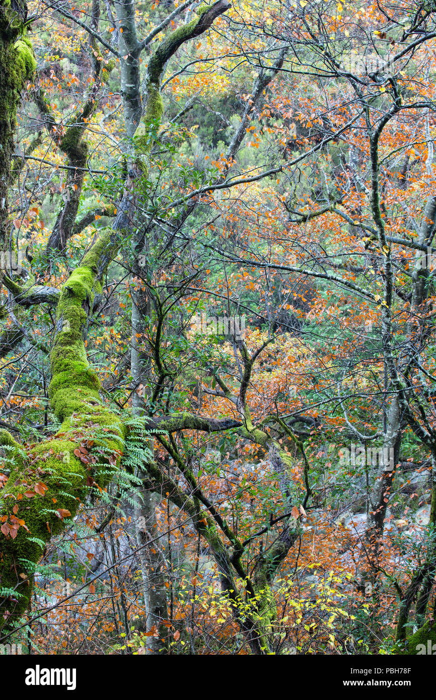 Herbst Farben der Bäume in der Mata da Albergaria National Forest. Peneda-Geres National Park. Stockfoto