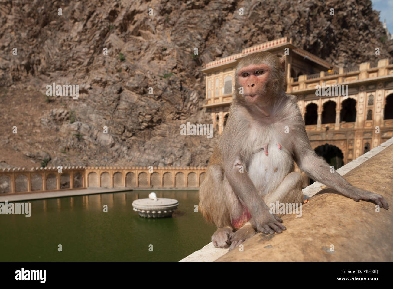 Rhesusaffen (Macaca mulatta), Fußball oder Handball, Monkey Tempel (Galta Ji), Jaipur, Rajasthan, Indien, Asien Stockfoto