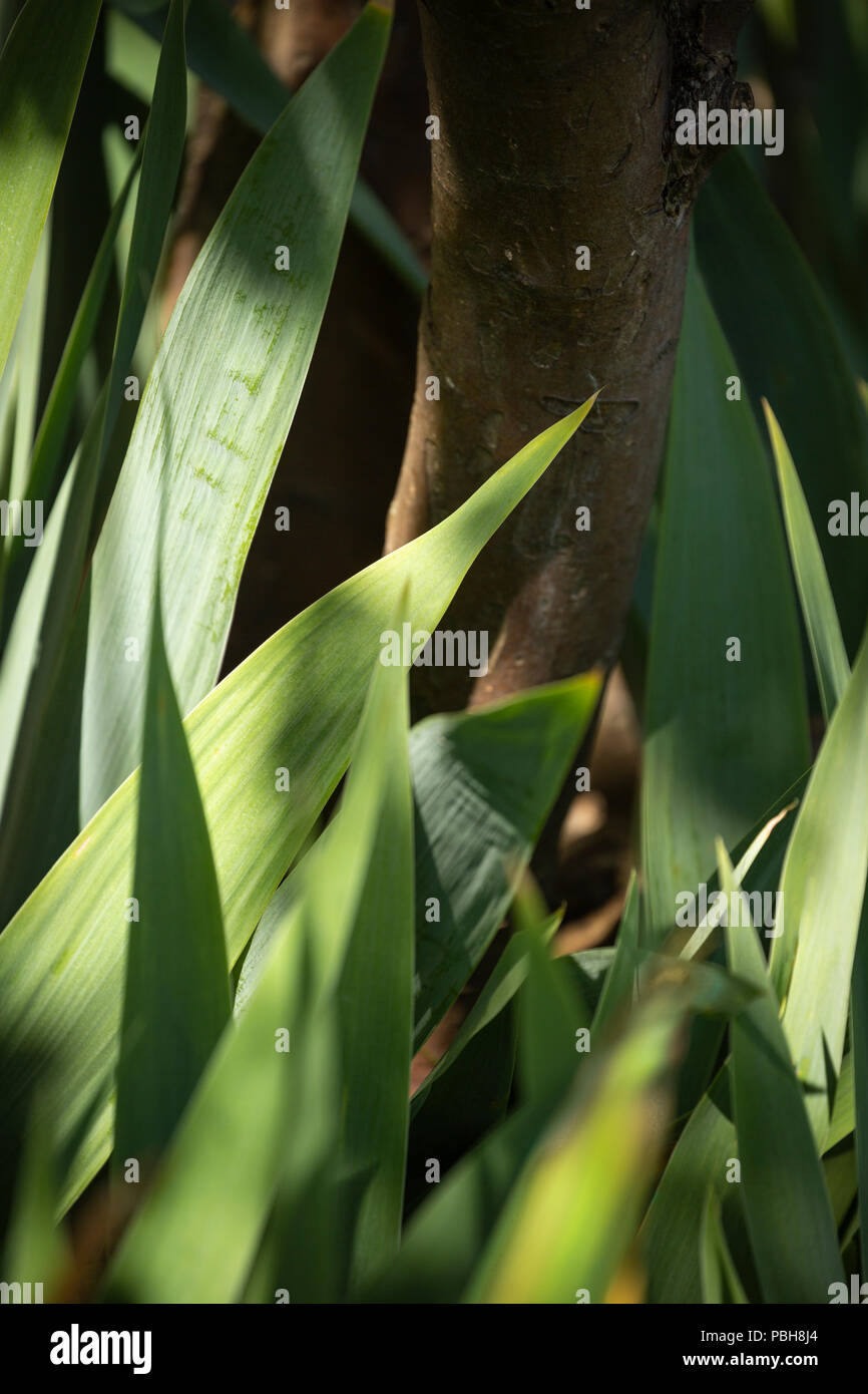 Ein Gewirr von Iris Blätter im Schatten an der Basis eines apple tree. Stockfoto