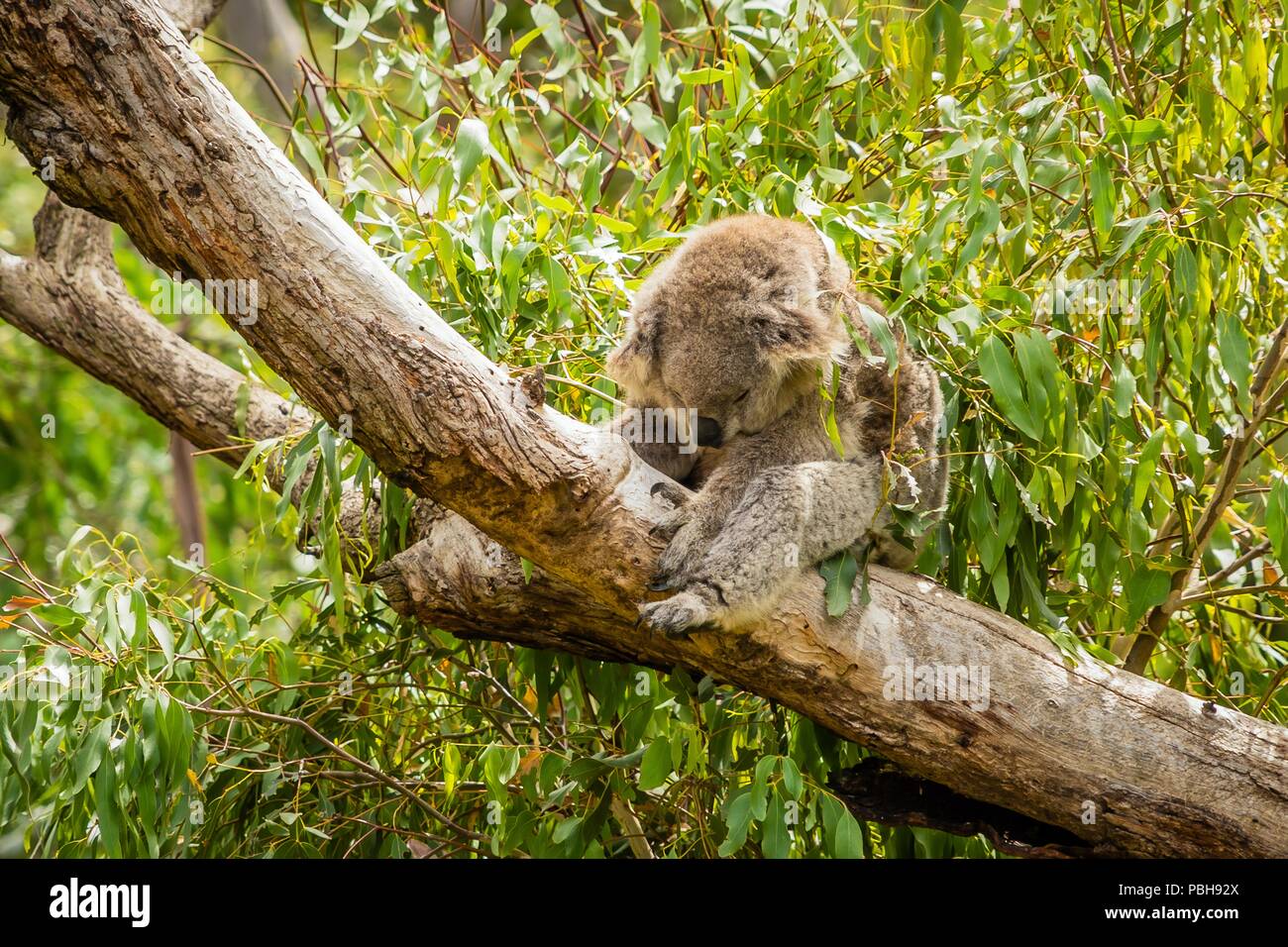 Stürzte koala auf eine Niederlassung in Australien schlafen Stockfoto