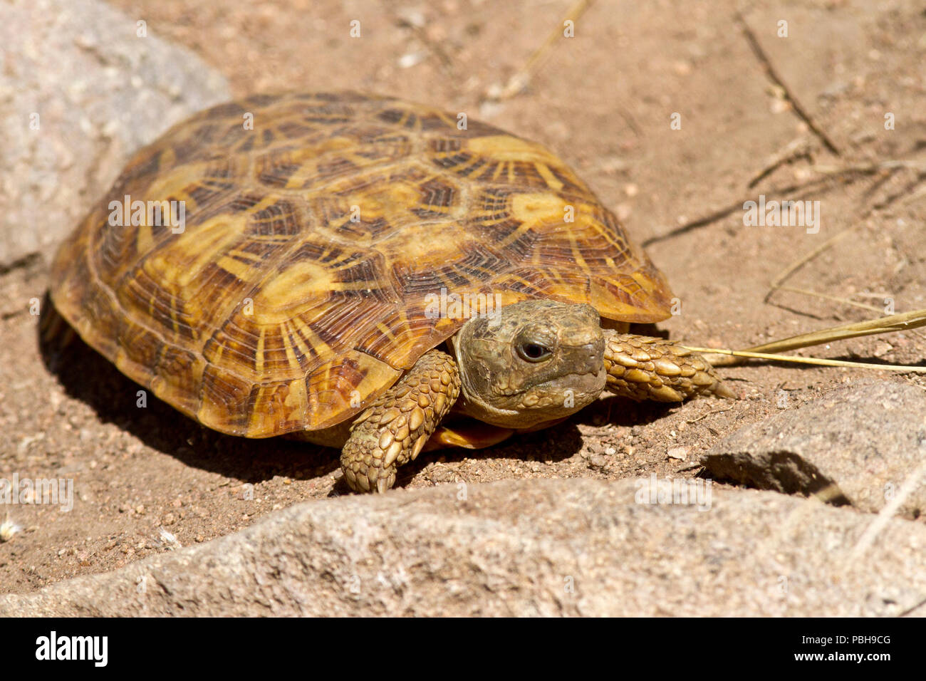 Die markante abgeflachte Form der seltenen Pfannkuchen Schildkröte ist endemisch in Bereichen der Granit Aufschlüsse in Ostafrika. Stockfoto