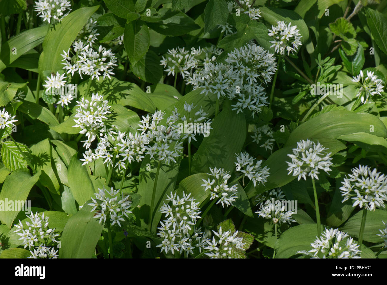 Wilder Knoblauch oder Bärlauch, Allium ursinum, weißen Blüten in dappled woodland Schatten im Frühjahr, Berkshire, Mai Stockfoto