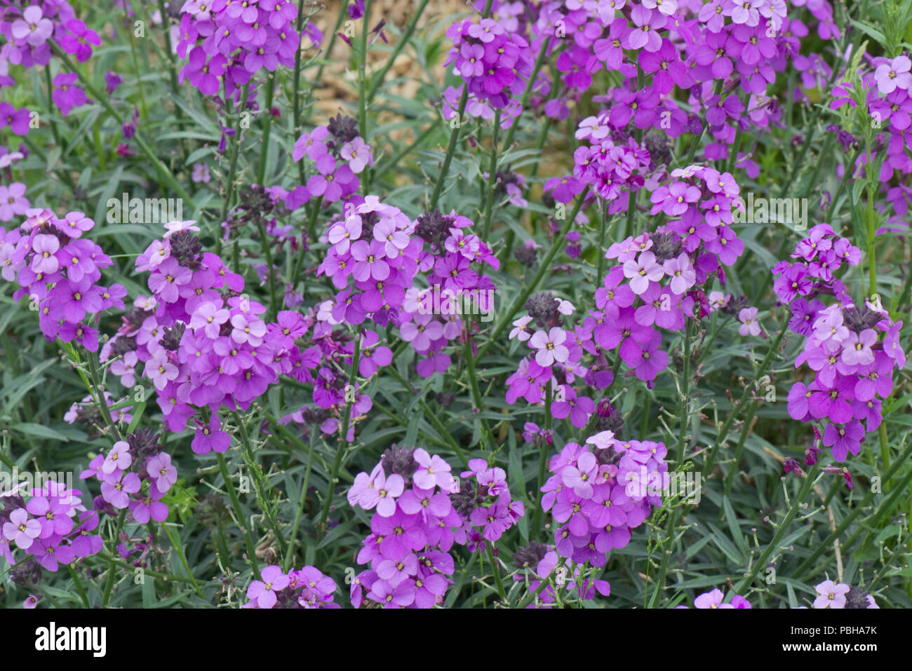 Erysimum 'Bowles Mauve', der ewige Mauerblümchen in voller Lila Blume, Berkshire Mai Stockfoto