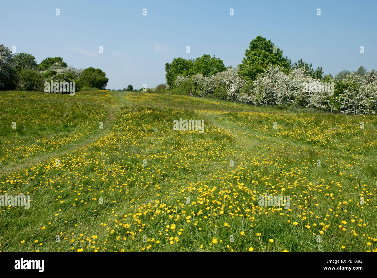 Feld Ranunkeln, Ranunculus acris, blühen auf Hungerford Gemeinsamen mit Mai Blüten und Bäume im Frühjahr Wachstum, kann Stockfoto