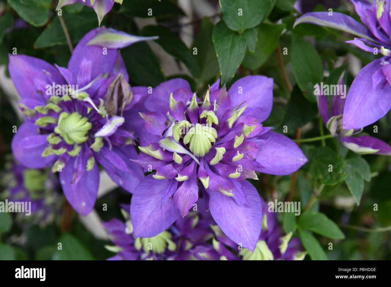 Clematis taiga -Fotos und -Bildmaterial in hoher Auflösung – Alamy