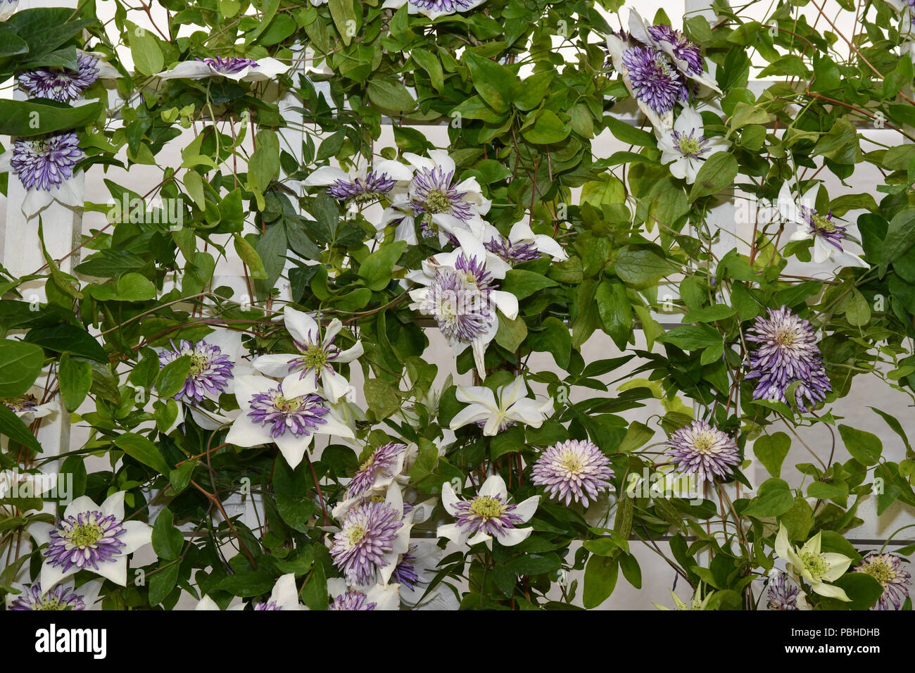 Clematis florida viennetta Anlage Stockfoto