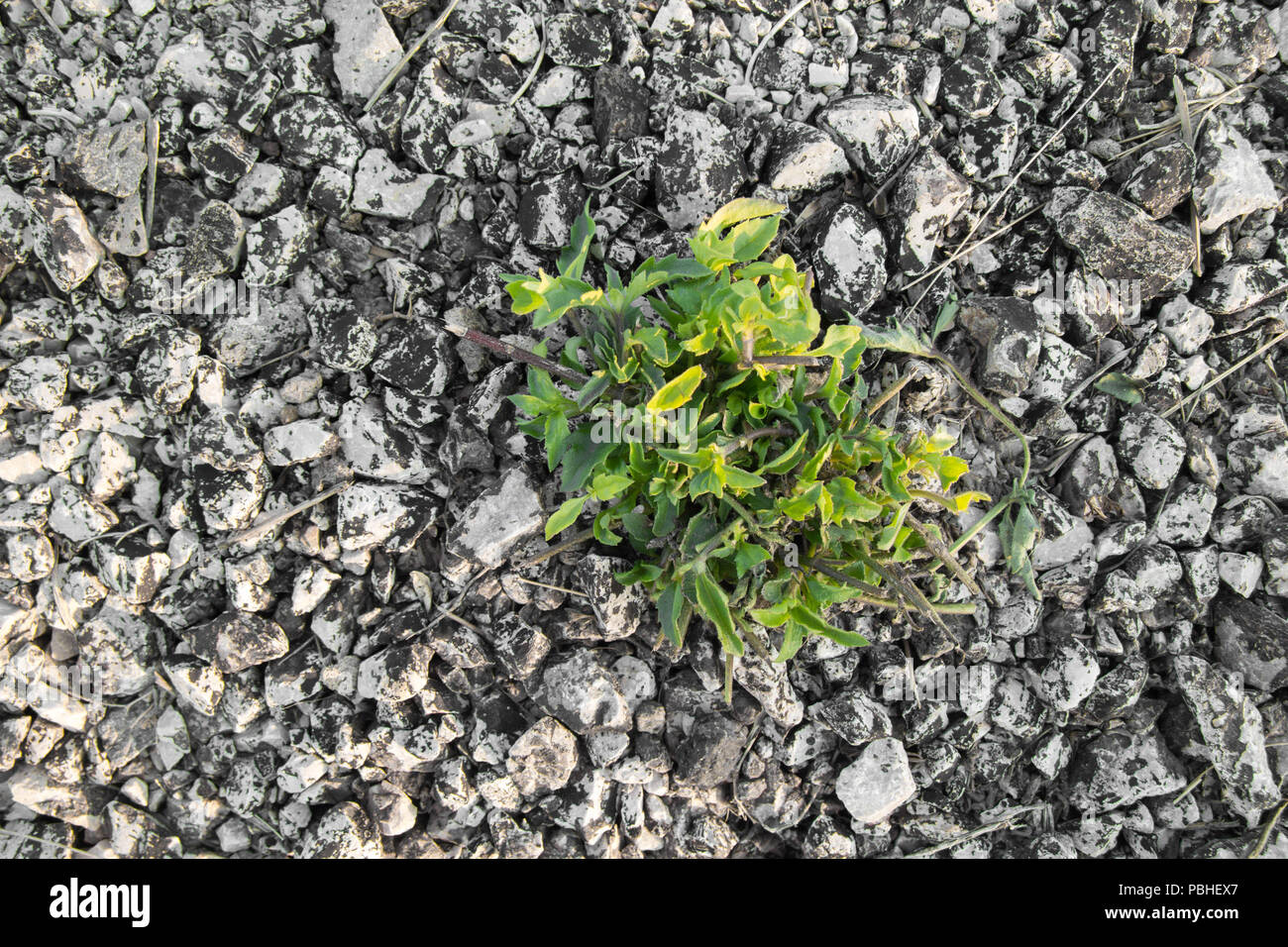 Pflanze wächst auf trockenen, geringer Sättigung Stockfoto