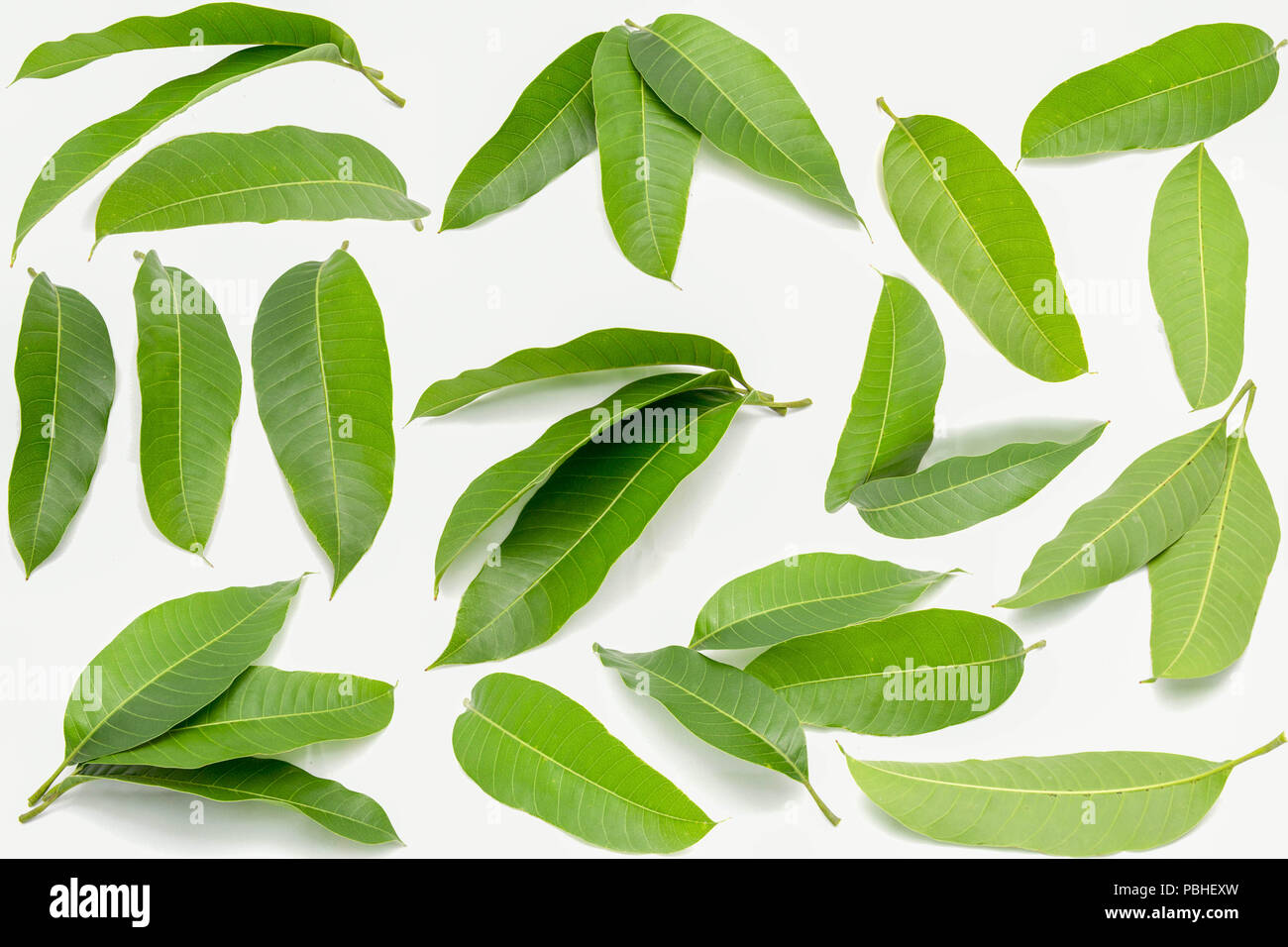 Grüne mango Blätter auf weißem Hintergrund und Textur. Stockfoto