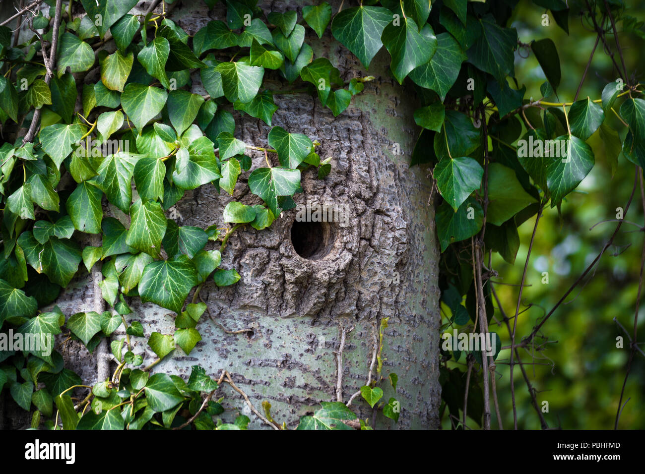 Specht Hohlraum auf einem trunck, Blätter im Hintergrund Stockfoto