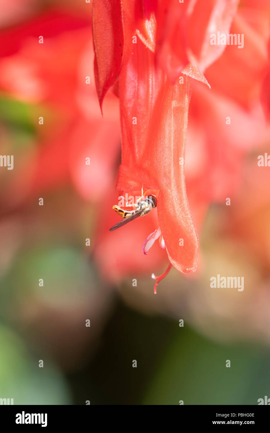Makro einer Hoverfly (Toxomerus Marginatus) Pollen sammeln auf eine helle rote Blume Stockfoto