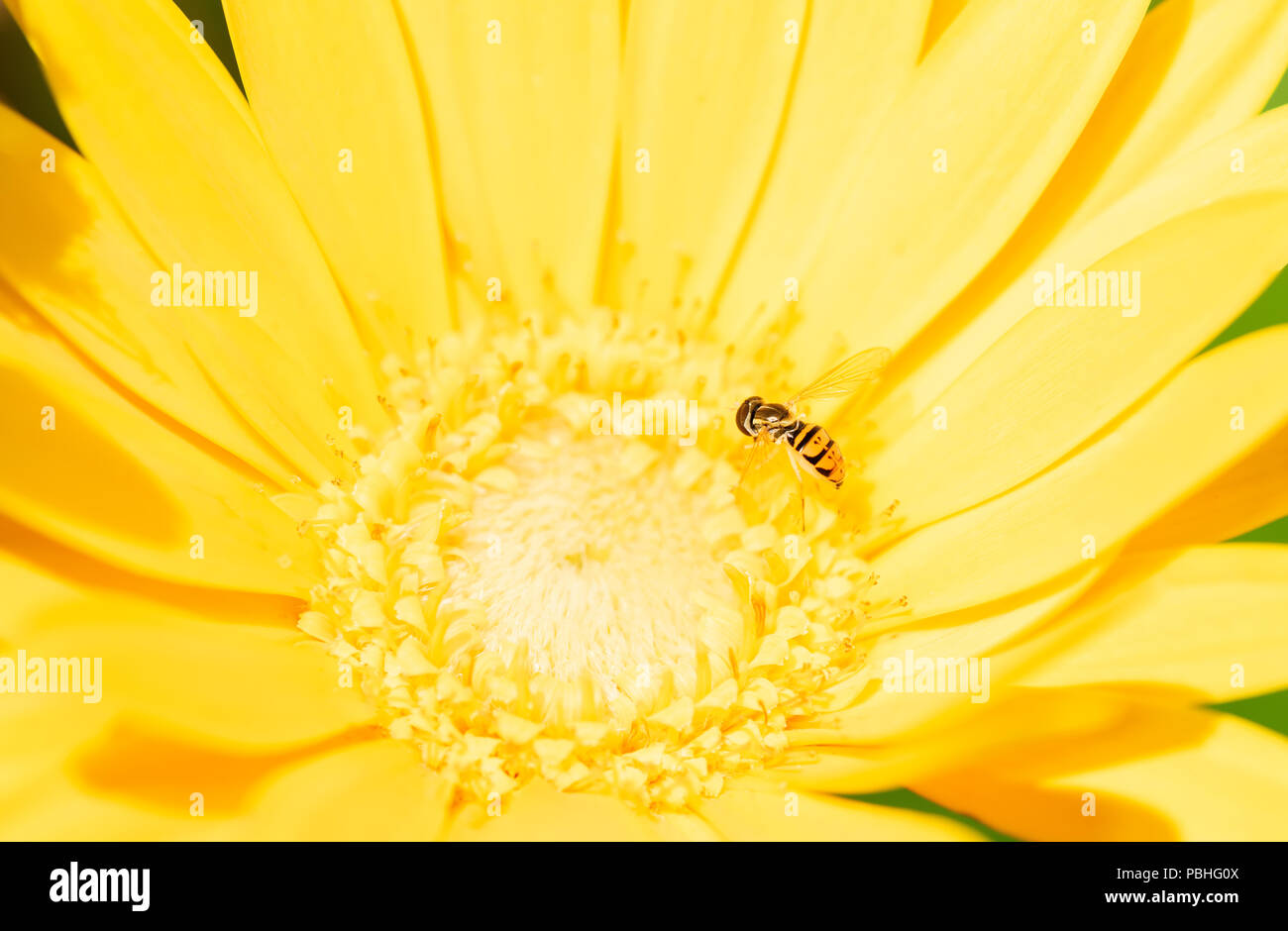 Makro einer Hoverfly (Toxomerus Marginatus) Pollen sammeln auf eine helle gelbe Blume Stockfoto