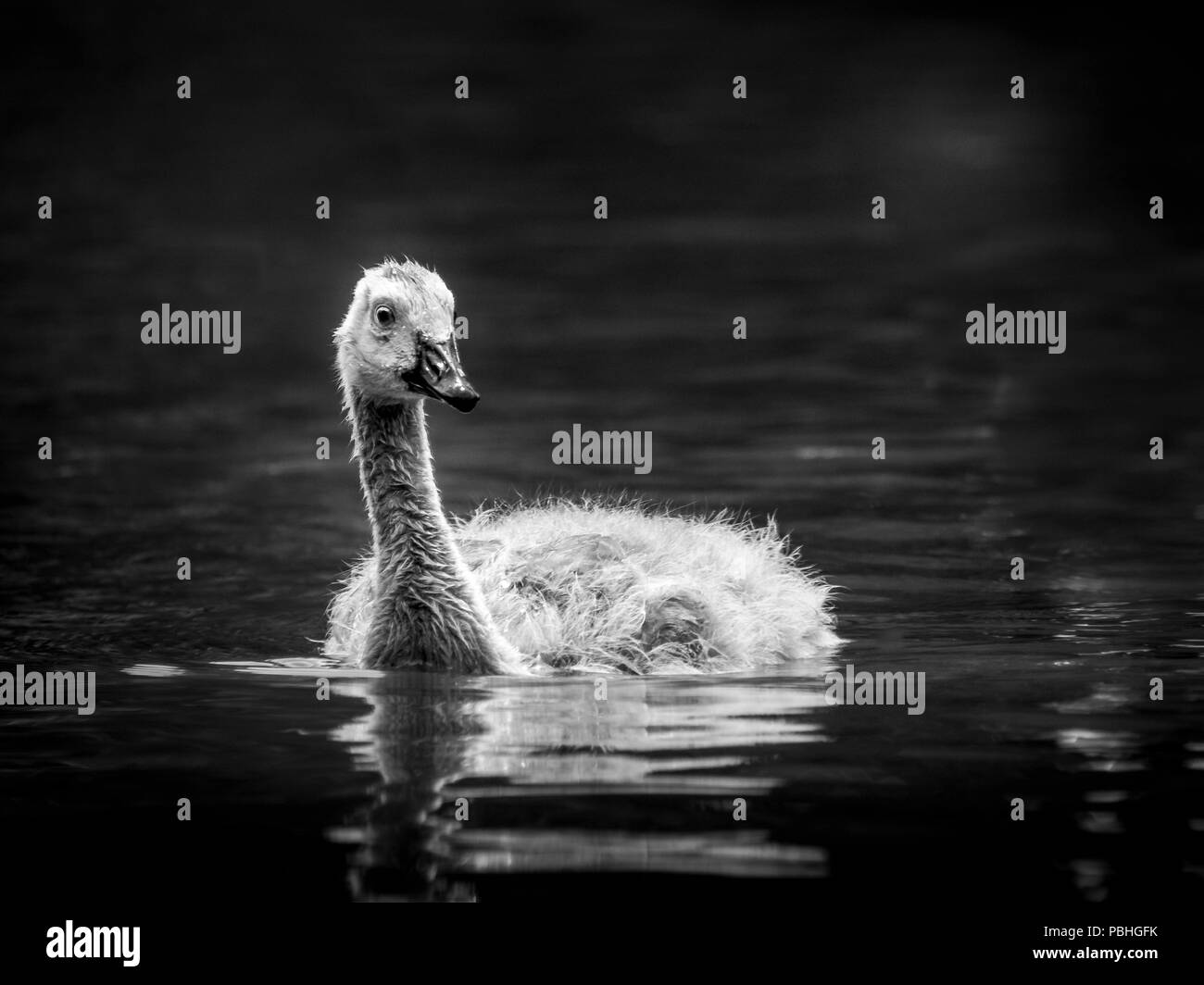 Baby Kanada Gans Stockfoto