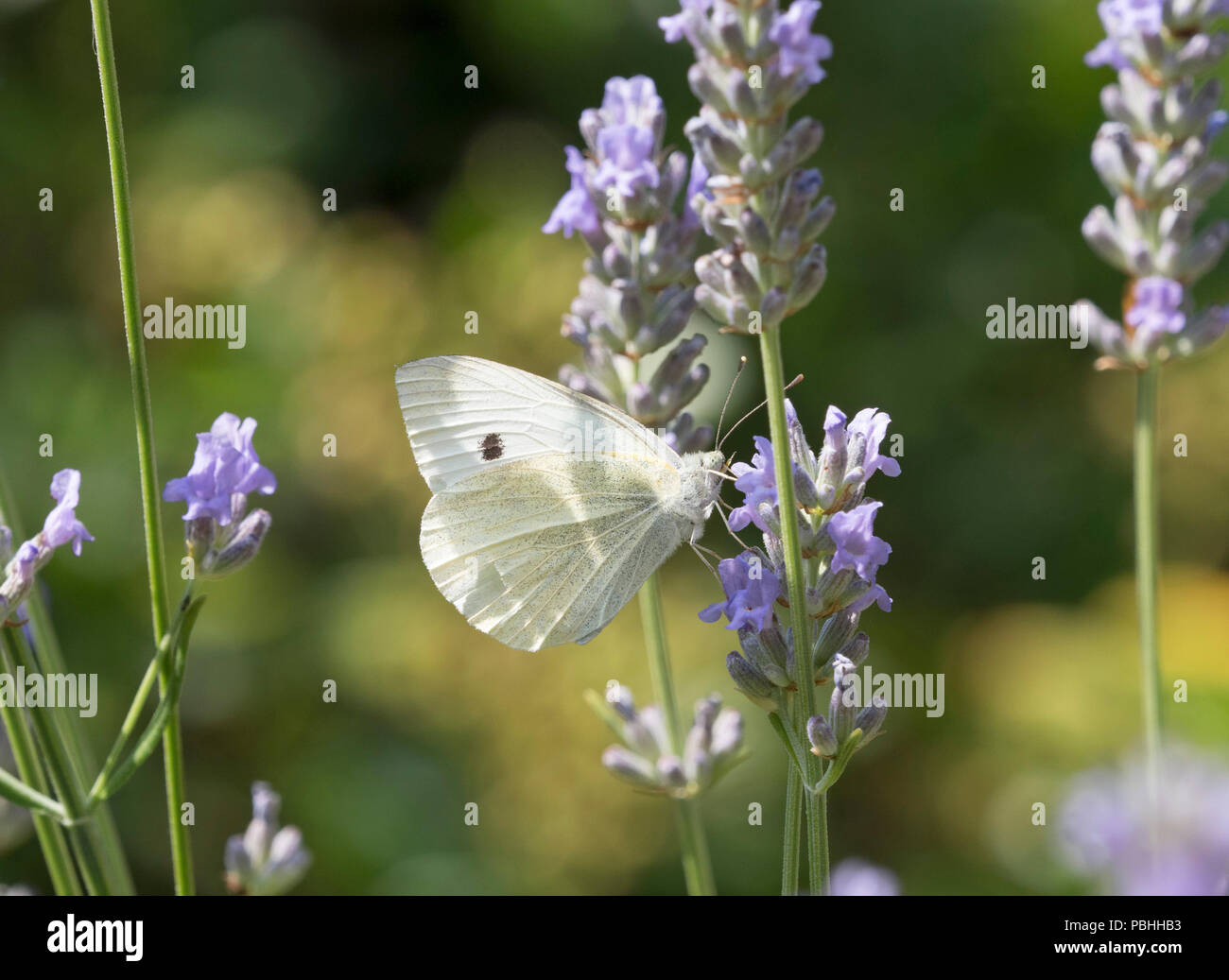 Großer weißer Schmetterling, Pieris brassicae, alleinstehenden Fütterung auf Lavendel Worcestershire, Großbritannien Stockfoto
