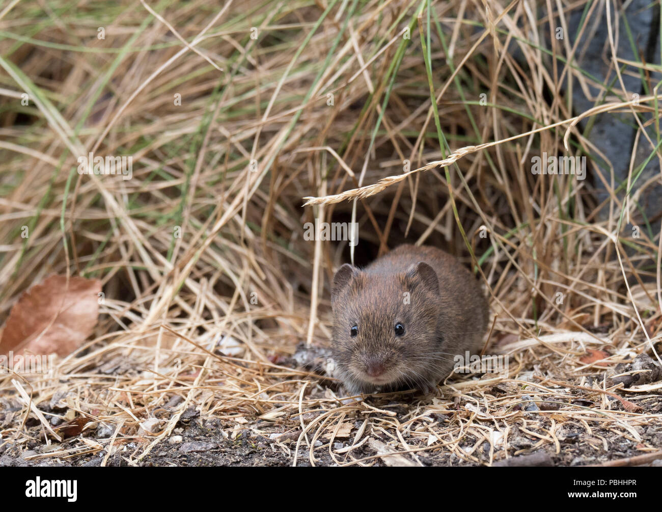 Bank Vole, Clethrionomys glareolus, Alleinstehende, die sich aus der Unterseite der Hecke. Worcestershire, Großbritannien Stockfoto