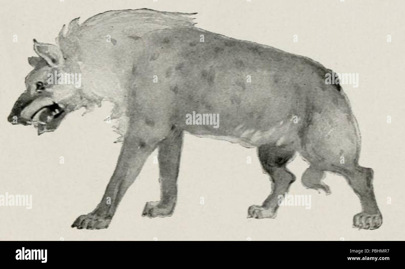 1708 Der Baumbewohner (1904) Höhle Hyäne Stockfoto