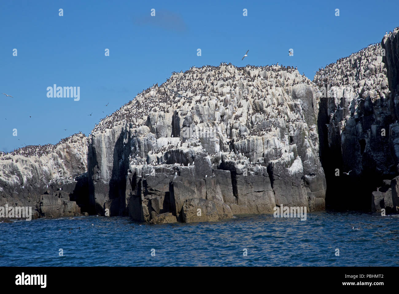 Trottellumme Uria aalge Kolonien Verschachtelung auf Rock Aufschlüsse Heften Insel Farne Insel Northumberland, Großbritannien Stockfoto