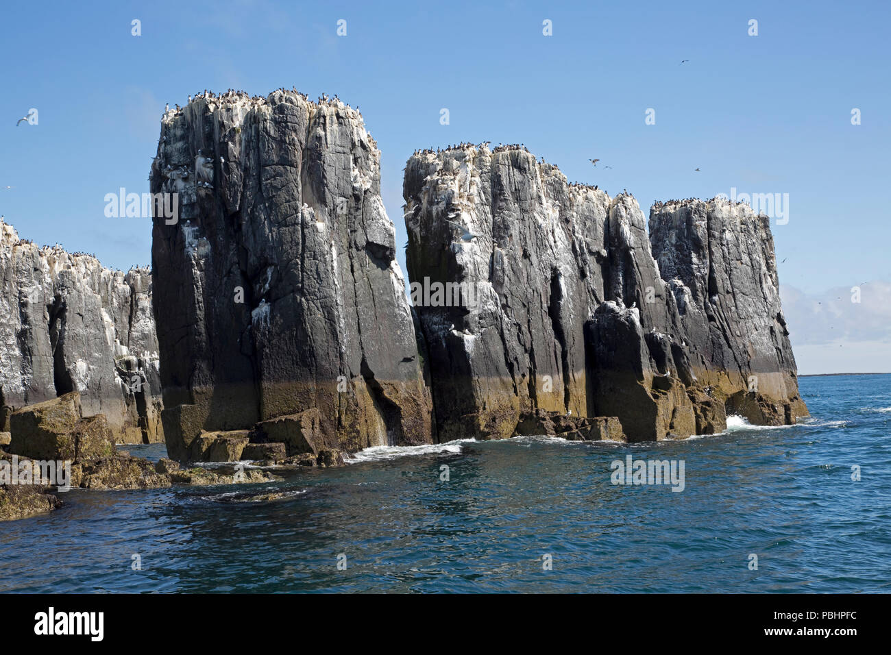 Säulen der Rock mit guillemot Kolonien Heften Insel Farne Insel Northumberland, Großbritannien Stockfoto