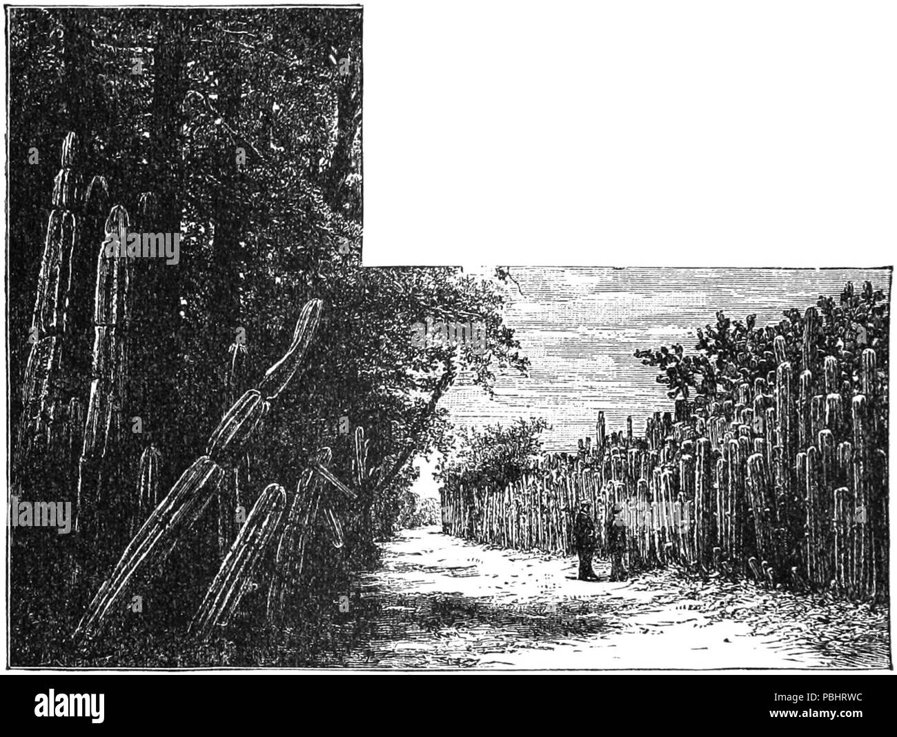 1753 TLM D 524 Absicherungen von Kaktus Stockfoto