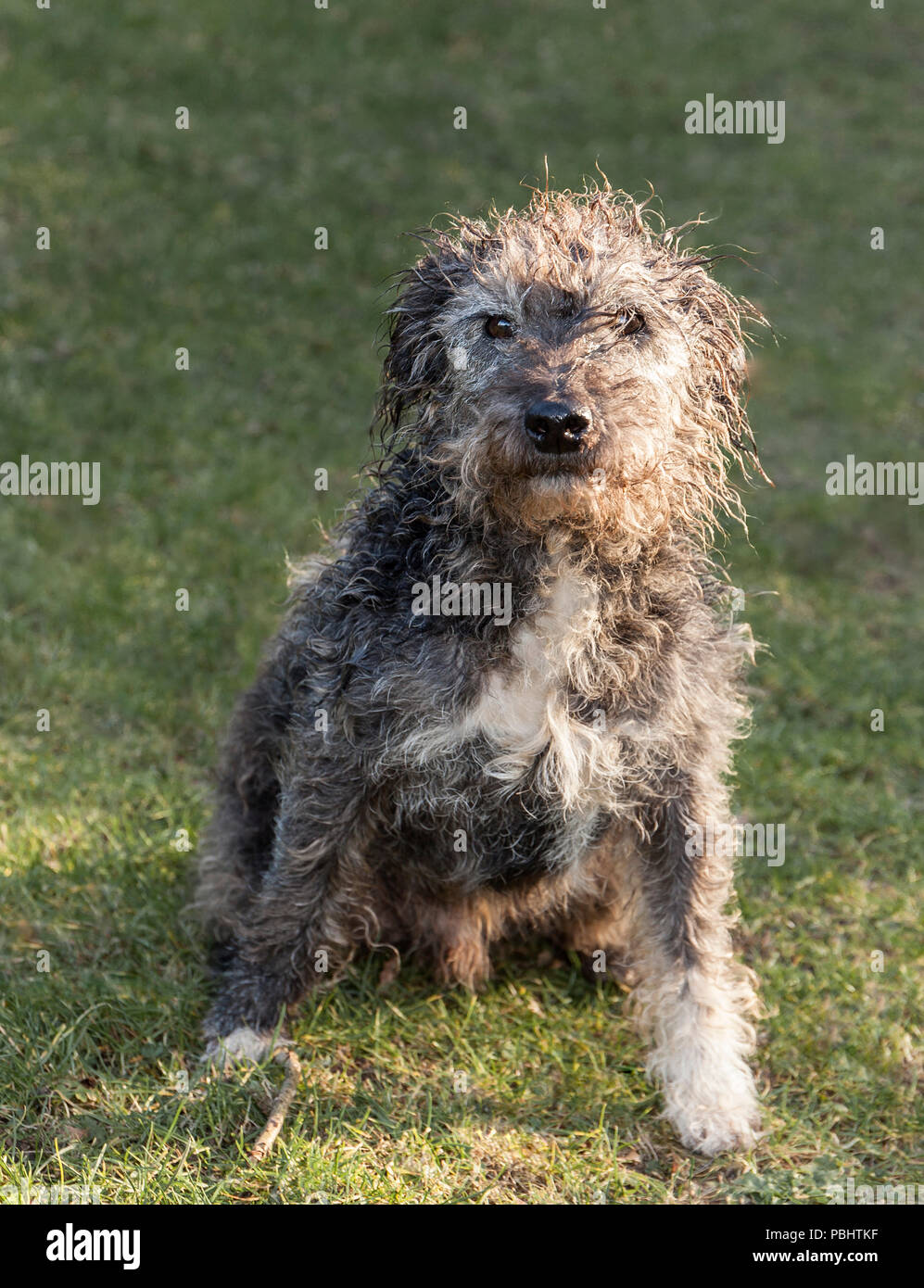 Scruffy Terrier Hund. Stockfoto