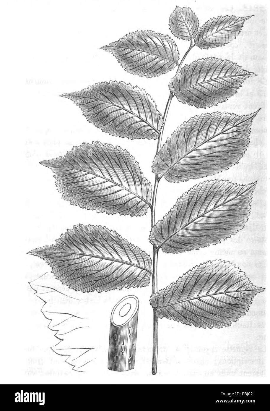 1787 Ulmus Montana superba. Morren (1848) Stockfoto