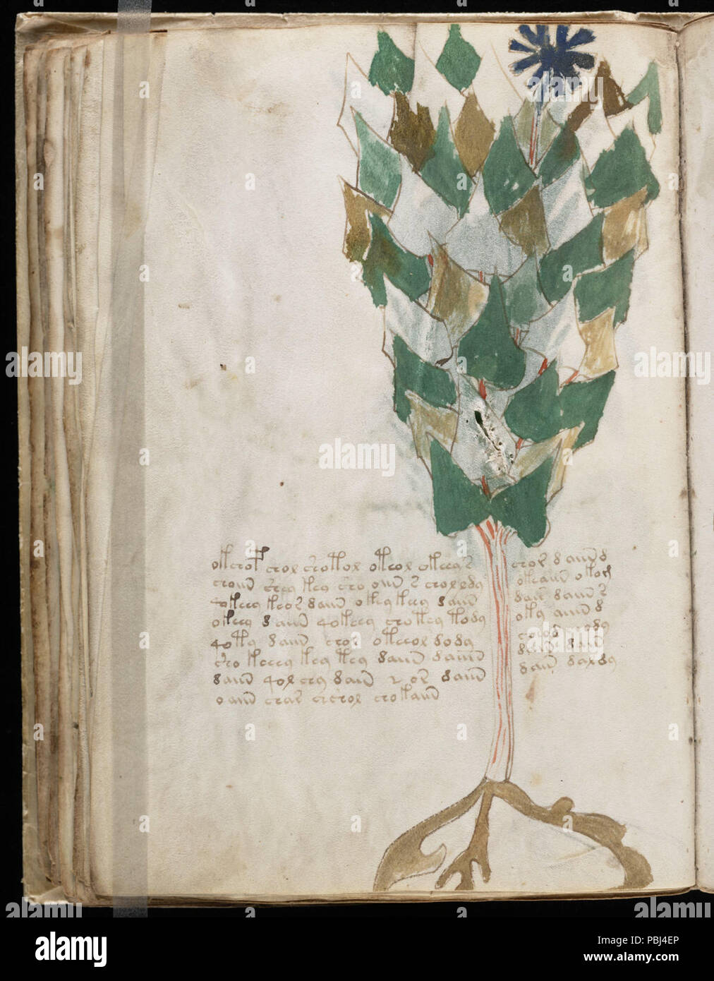 1824 Voynich Manuskript (76) Stockfoto
