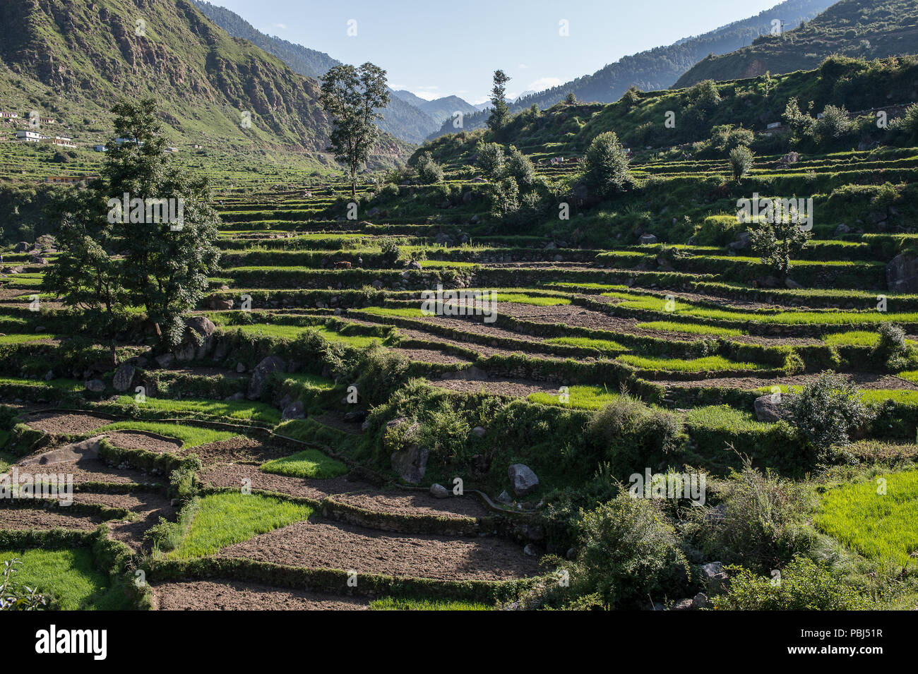 Bauer bei der Arbeit in Terraced Rice Plantagen in den Pre - Himalaya kleine Dorf Ghuttu, Uttarakhand, Indien, Asien Stockfoto