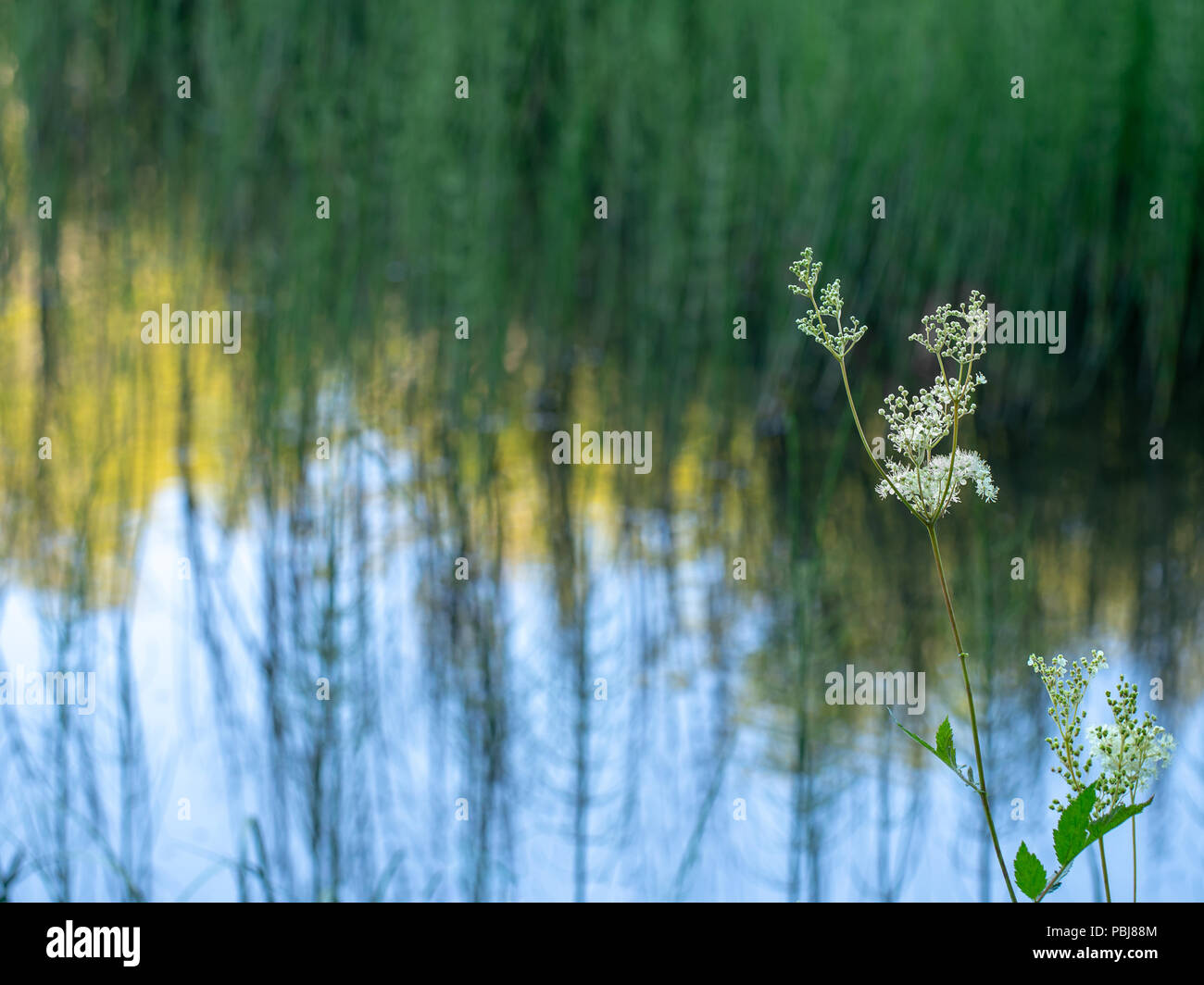 Naturalistische abstrakte See Hintergrund, differential Fokus mit Mädesüß, Filipendula ulmaria Mead Würze aka im Vordergrund. Mit Copyspace. Stockfoto