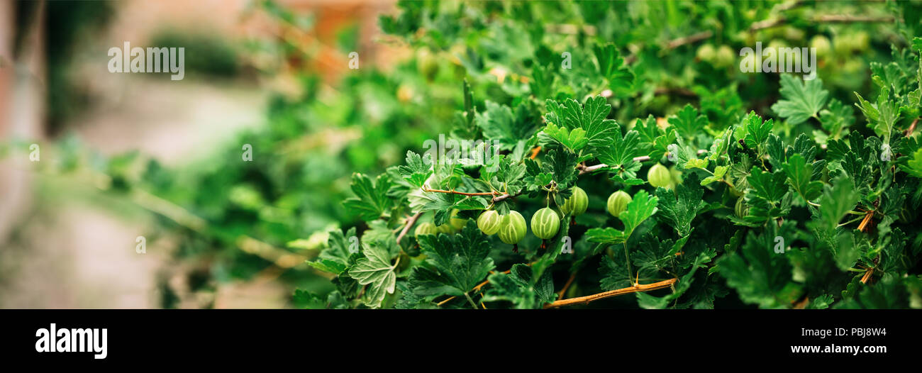 Frische, grüne Stachelbeeren. Wachsende organische Beeren Closeup auf einem Zweig von Stachelbeeren Bush. Reife Stachelbeere Obst Garten. Panorama, Panorama Wi Stockfoto