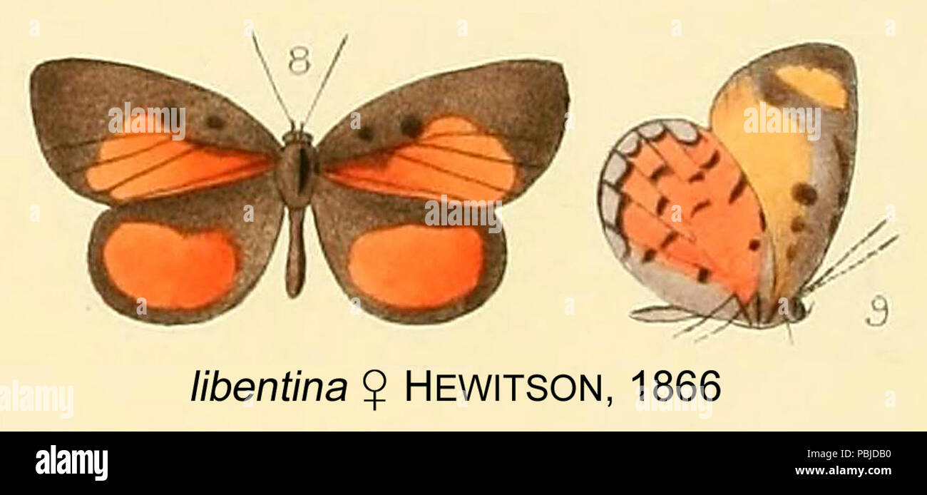 918 LibentinaHewitson 1866 OD Stockfoto