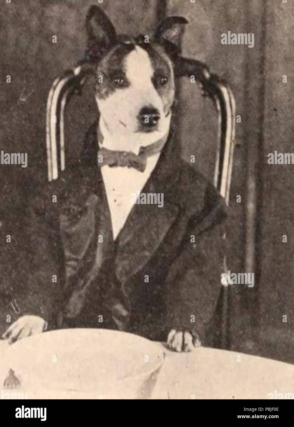 1548 Gesellschaft Hunde (1921) - 1. Stockfoto