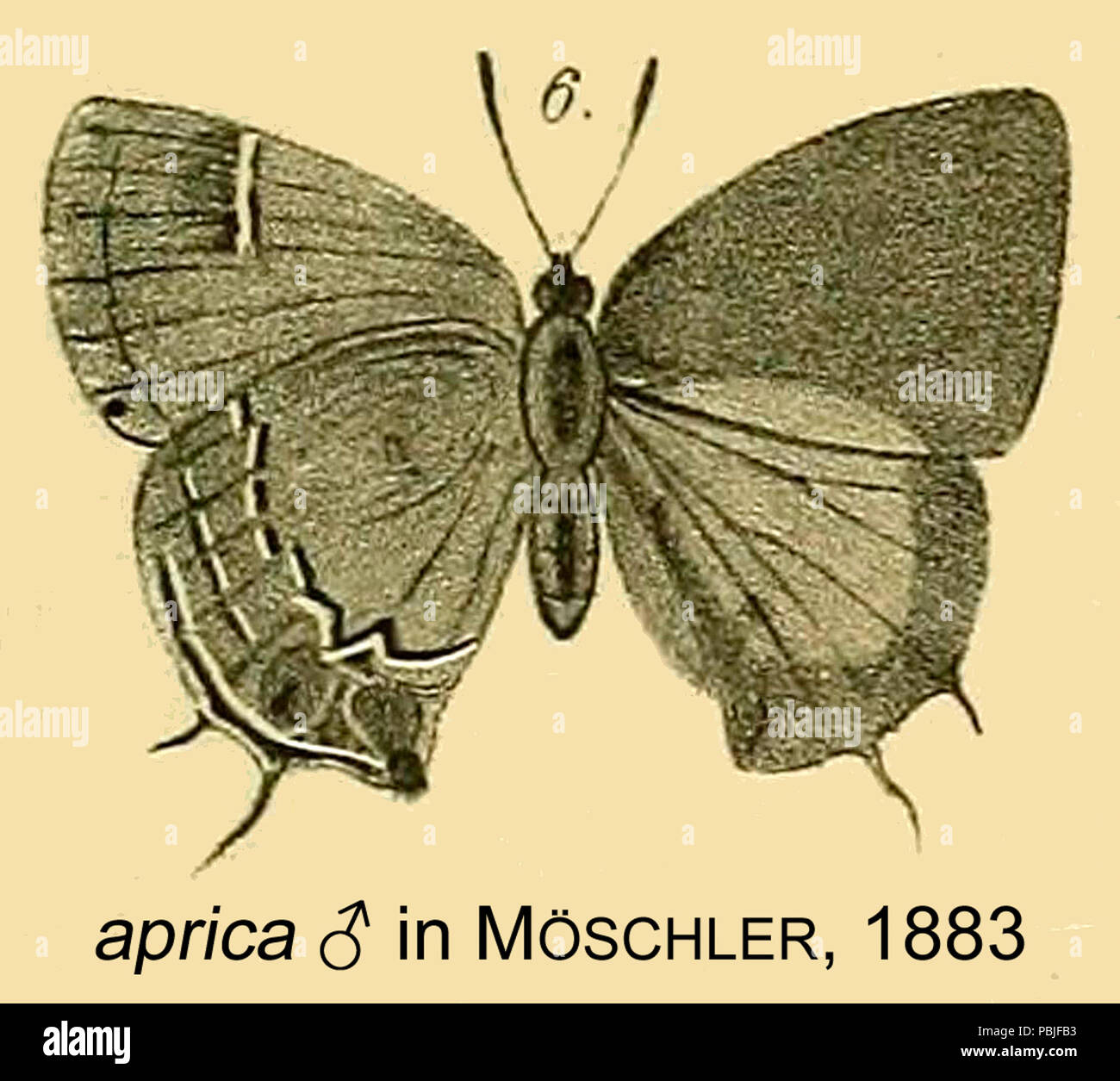 1592 Symbiopsis apricaMoschler 1883 OD Stockfoto