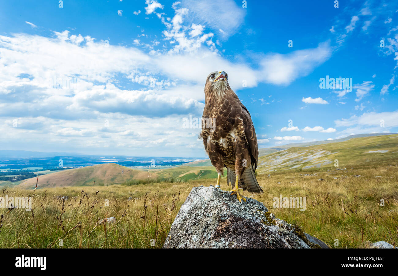 Bussard, Mäusebussard, Wissenschaftlicher Name: Buteo buteo, auf Flechten bedeckt Rock im englischen Lake District mit Panoramablick thront. Horizontale Stockfoto
